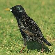 Common Starling