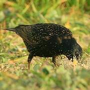 Common Starling