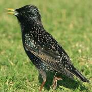 Common Starling