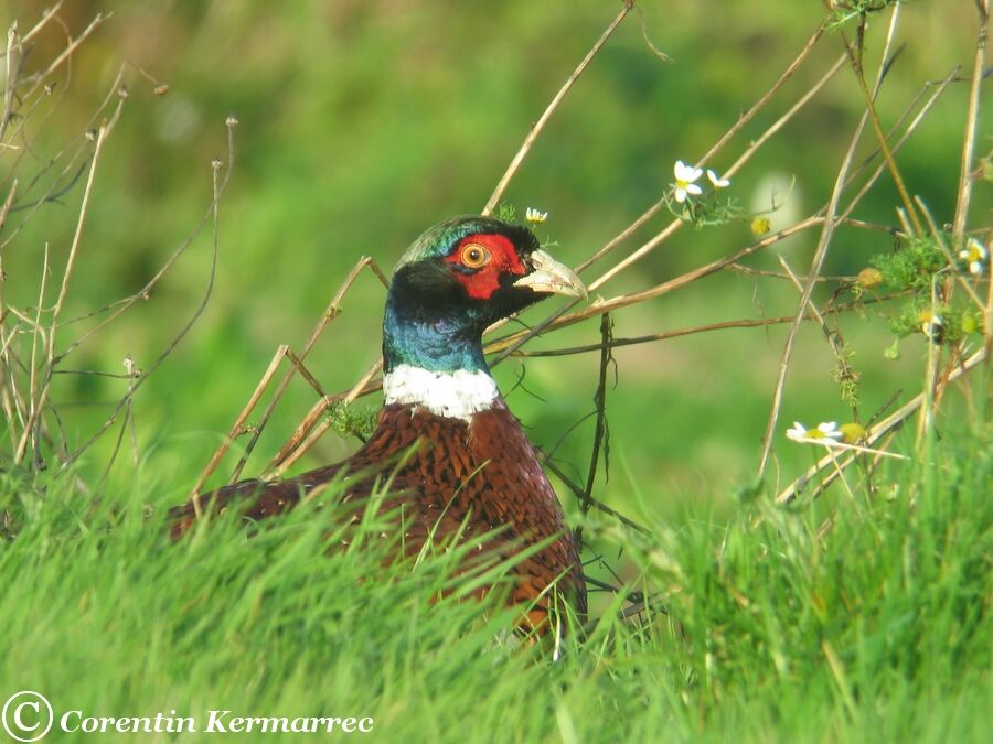 Common Pheasant male adult post breeding