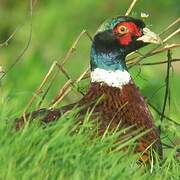 Common Pheasant