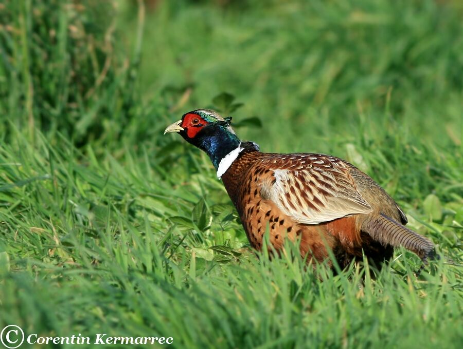 Common Pheasant male adult post breeding