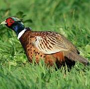 Common Pheasant