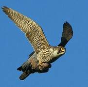 Peregrine Falcon