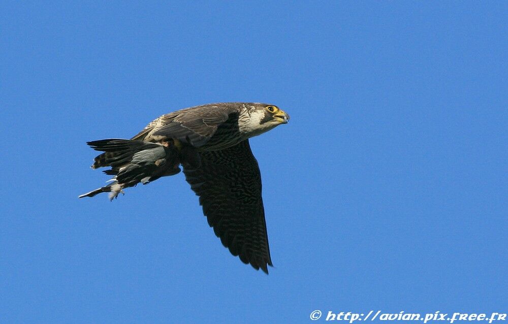 Peregrine Falconadult post breeding