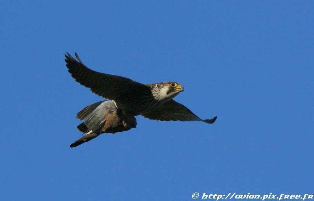 Peregrine Falconadult post breeding