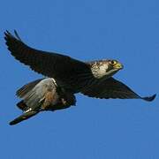 Peregrine Falcon