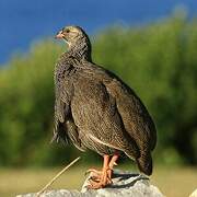 Cape Spurfowl