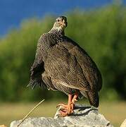 Cape Spurfowl