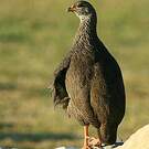 Francolin criard