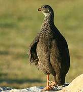 Cape Spurfowl