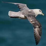 Fulmar boréal