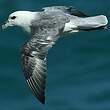 Fulmar boréal