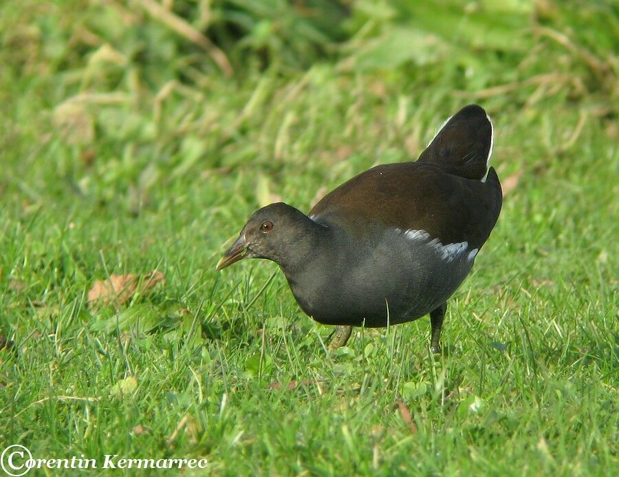 Gallinule poule-d'eau1ère année