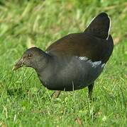 Common Moorhen