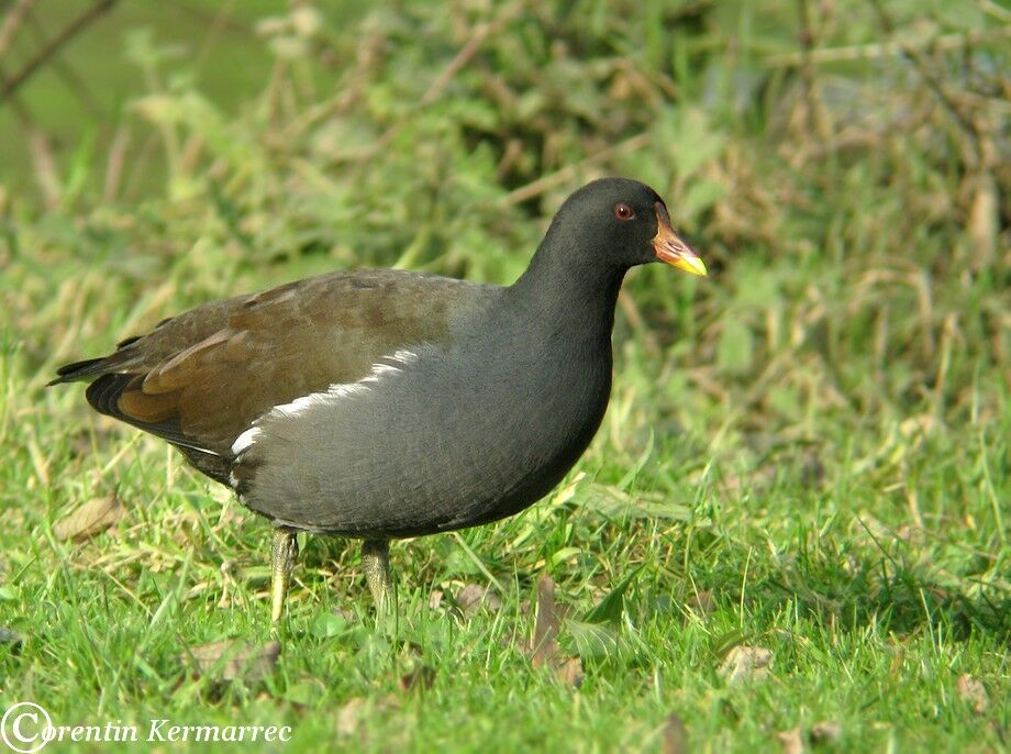 Gallinule poule-d'eauadulte internuptial