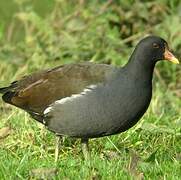 Common Moorhen