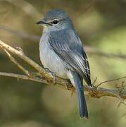 Ashy Flycatcher