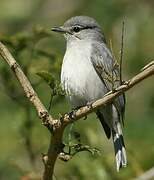 Ashy Flycatcher