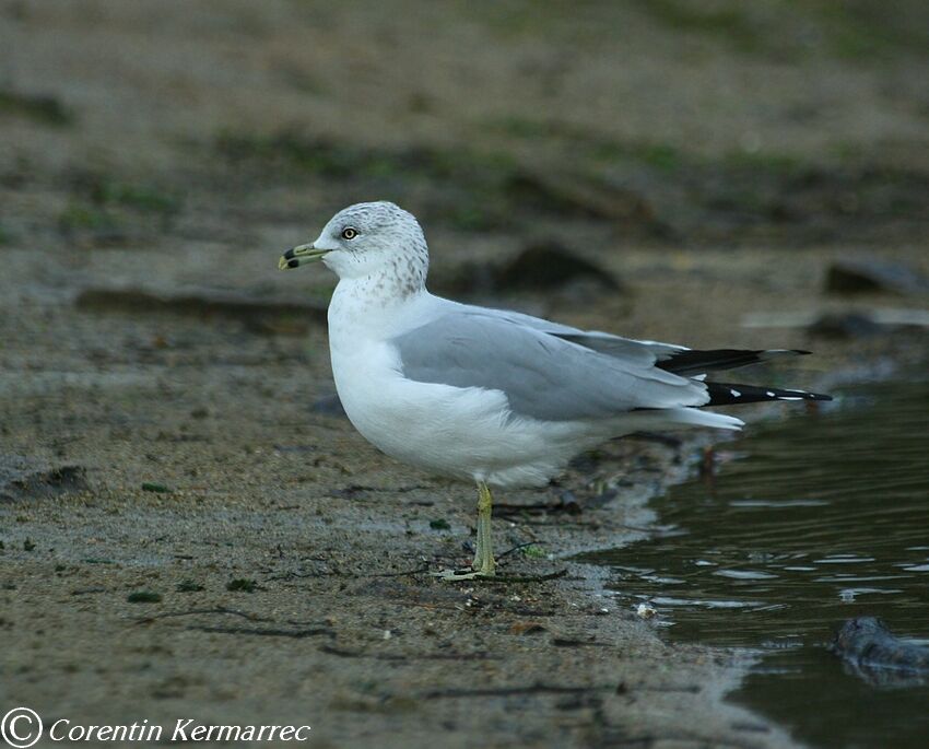 Ring-billed Gulladult post breeding