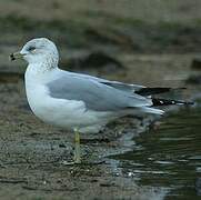 Ring-billed Gull