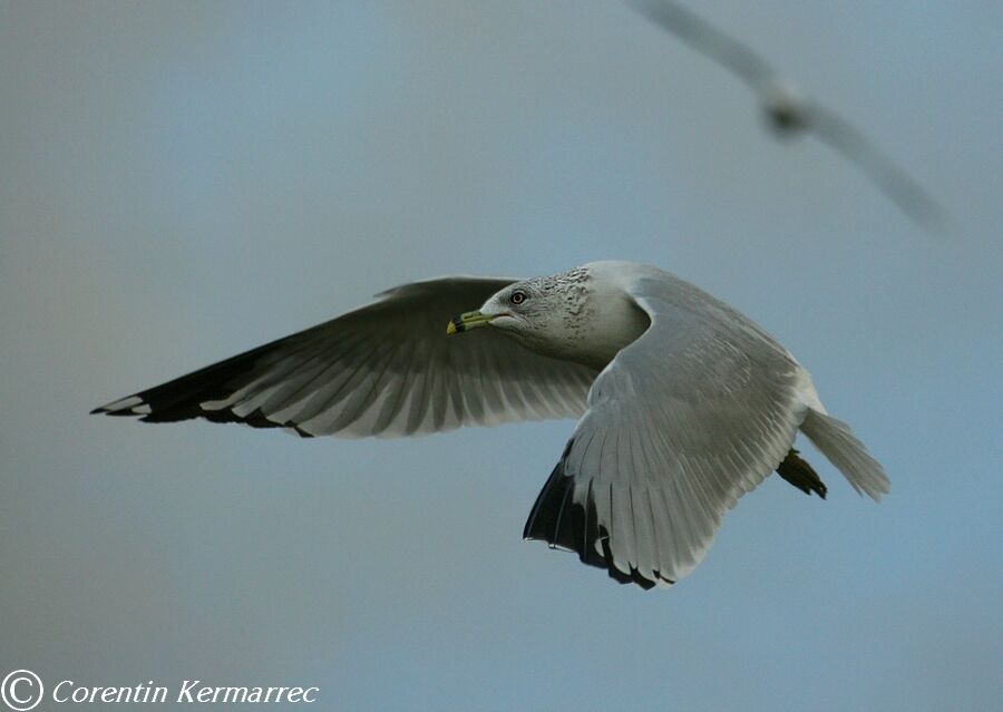 Ring-billed Gull