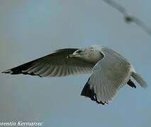 Ring-billed Gull