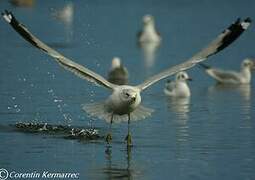 Ring-billed Gull