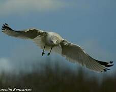 Ring-billed Gull