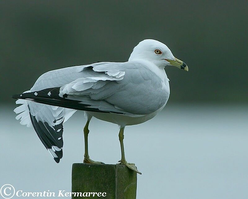 Ring-billed Gulladult breeding