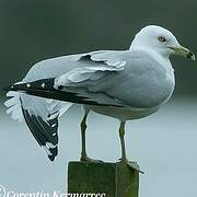 Ring-billed Gull