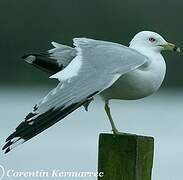 Ring-billed Gull