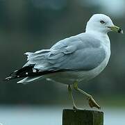 Ring-billed Gull