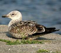 European Herring Gull