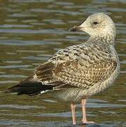 European Herring Gull