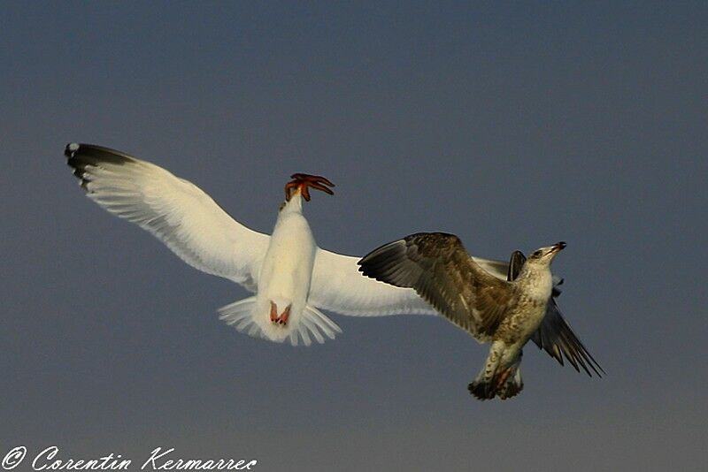 European Herring Gull