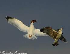 European Herring Gull