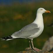 European Herring Gull