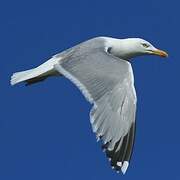 European Herring Gull