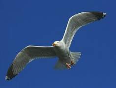 European Herring Gull