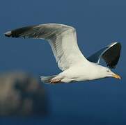 European Herring Gull