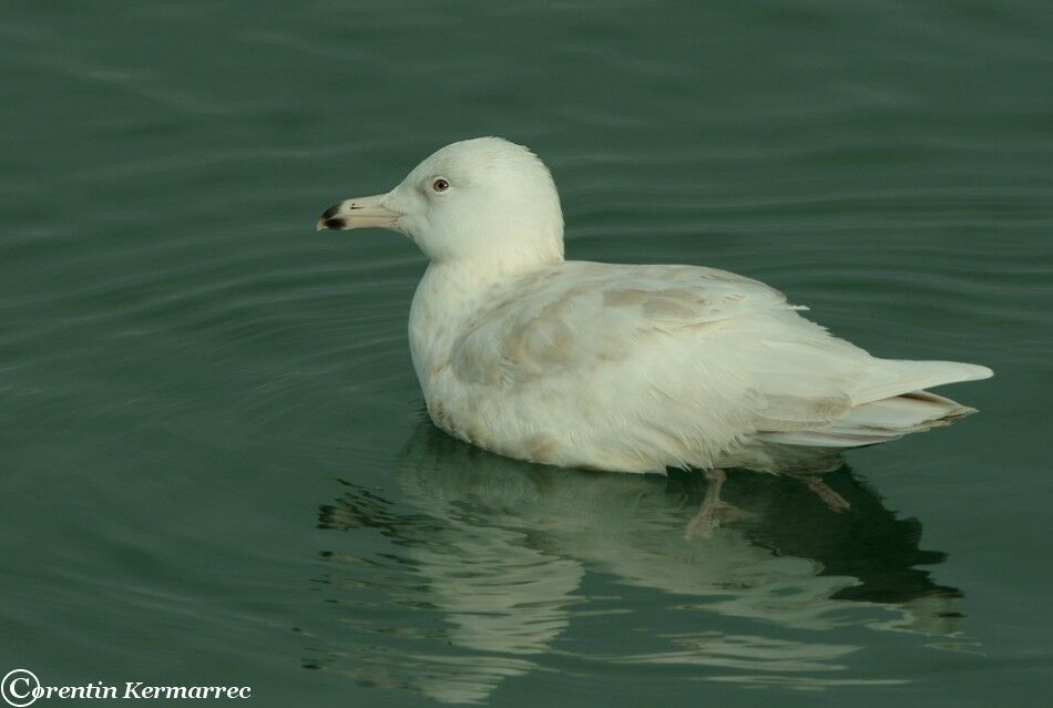 Glaucous GullSecond year