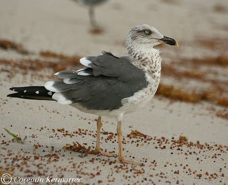 Lesser Black-backed GullThird  year, identification