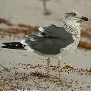 Lesser Black-backed Gull