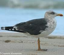 Lesser Black-backed Gull