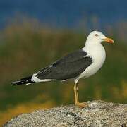 Lesser Black-backed Gull