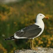 Lesser Black-backed Gull