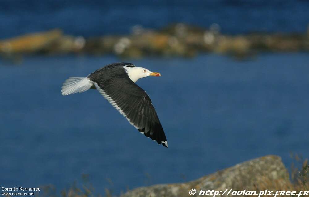 Lesser Black-backed Gulladult breeding, habitat, Flight