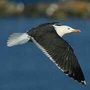 Lesser Black-backed Gull