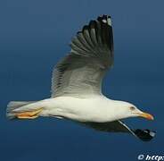 Lesser Black-backed Gull